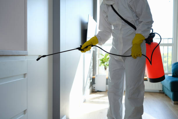 Mold Odor Removal Services in Shell Rock, IA