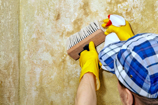 Professional Mold Removal in Shell Rock, IA